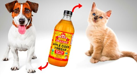 5 Ways Apple Cider Vinegar Can Help Your Dog
