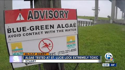 Algae tested at St. Lucie Lock extremely toxic