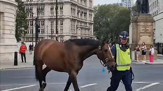 New police horse, can i follow you #thekingsguard