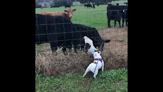 French Bulldog kisses her cows💕