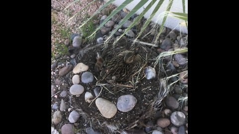 Concern for baby ducklings