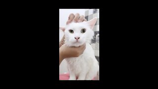 ASMR Cat taking a bath and grooming