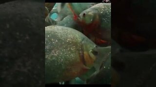 The Red Belly Piranha Facts #shorts #amazingfacts #animals #fish