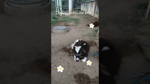 🐄 Cow video for kids, #Shorts, #cow, #cute , #animal , #animallover #viral ,#gowmatha, #trending,