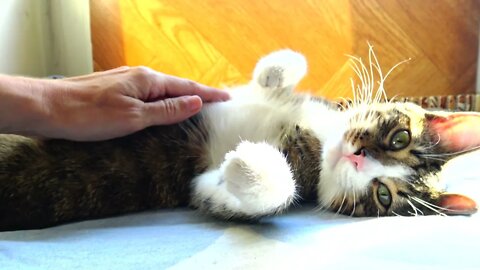 Purring Little Cat Has His Paw Beans Tickled