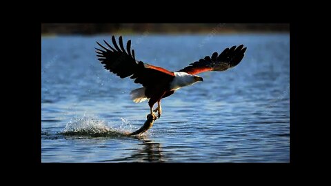 Awesome Eagle Flight