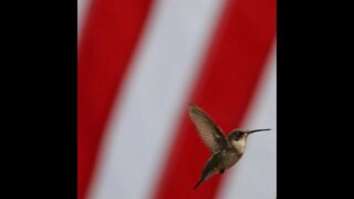 Fulton Texas hummingbirds