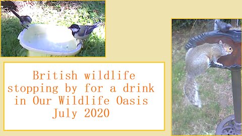 Stopping by for a drink at Our Wildlife Oasis - 18th-22nd July 2020