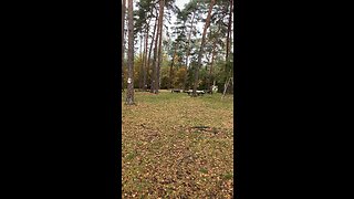 Wind sound in Strom in forest