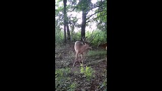 10pt Buck in Velvet