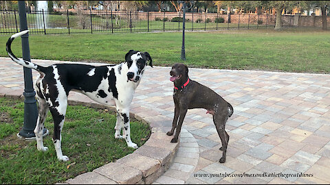Funny Great Danes Greet GSP German Shorthaired Pointer