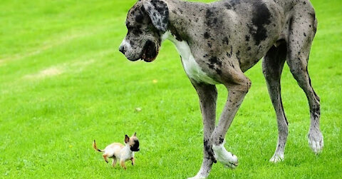 The biggest dogs in the world: how they look and their names