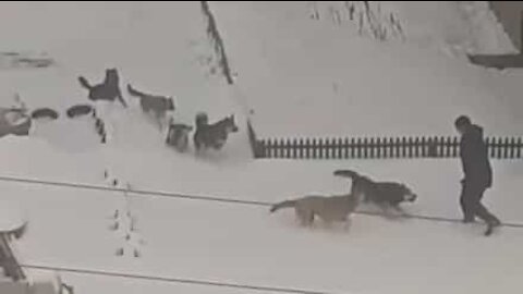 En Russie, il échappe à une meute de 10 chiens errants
