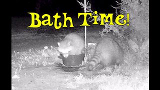 Baby Raccoons taking bath in pot of water!
