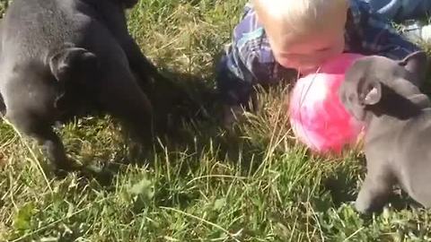 Toddler "battles" bulldogs for toy ball