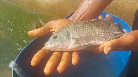 Liberian guy quits job to engage in fish farming-Harvesting from Mini Ponds for supply to the market