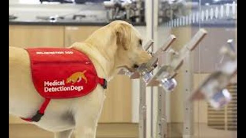 Dogs trained for COVID-19 Detection