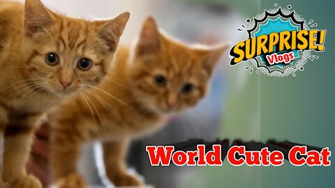 World Cute Cat ! Cute Mummy Cat & Beby Cat Animals video Cute Moment Off The Animals