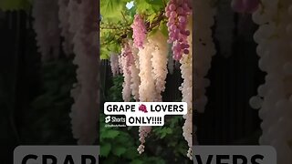 RARE GRAPE GARDEN!!!