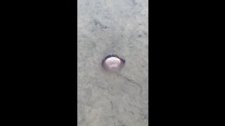 Poisonous Purple Jellyfish
