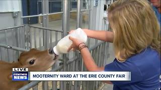 You can bottle feed a calf at the Erie County Fair