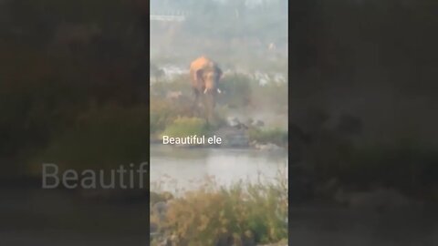 Beautiful elephant beside the river video,#shorts,#elephant,#animallover,#animal,#river