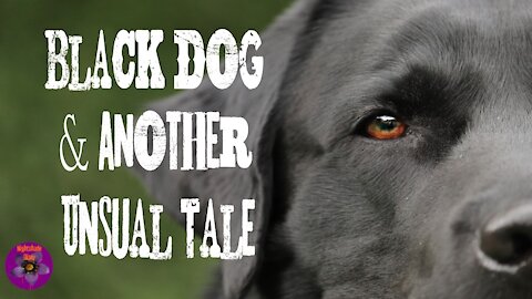 Black Dog and Another Unusual Tale | Nightshade Diary Podcast