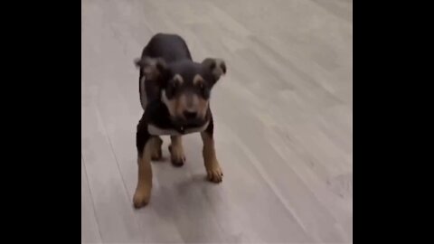 Check out the most hilarious dancing dogs! Can you get through this video without laughing?