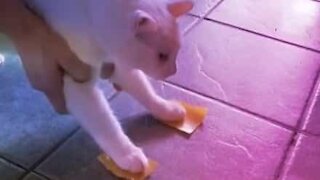 Gato tem reação hilária a post-its colados nas patas