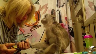 Pampered monkey shows us her bedtime routine