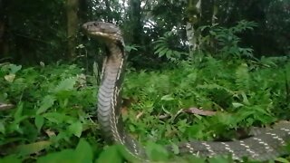 3.7 Meter King Cobra #shorts Wildlife Adventures Corey Wild