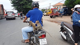 Two Monkeys Hitch A Ride To Town On The Back Of A Motorcycle