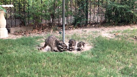 Momma and baby raccoons eating