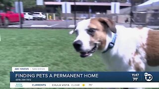 ABC 10News Pet of the Week