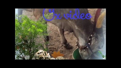 Ox drinking water video,#shorts#,ox video#,#kids video#