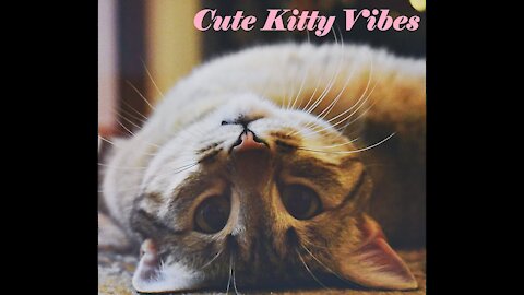 🐈Cute Kitty Vibes💮 Good Vibes Music 💮 Positive Energy 🌸Relaxing Music🌸Soothing Chill Out🌼Chill Lofi🌼
