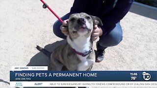 Pet of the Week: Jaeda