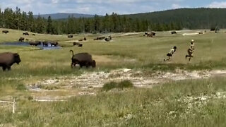 Woman escapes danger by playing dead when bison charges in Yellowstone National Park