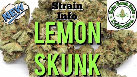 Lemon Skunk
