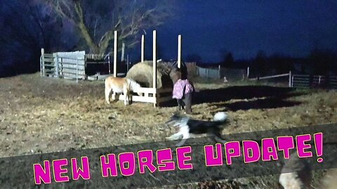 New Horse Update!