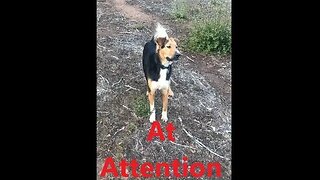 DOG Male Australian Shepherd Check Strange Noise on Command DIY