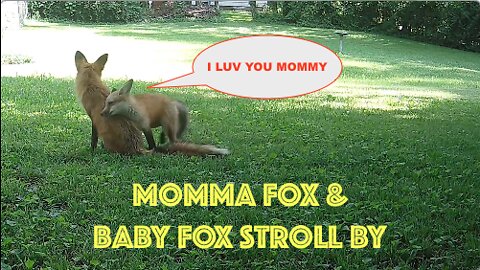 Momma Fox & Baby Fox Stroll By