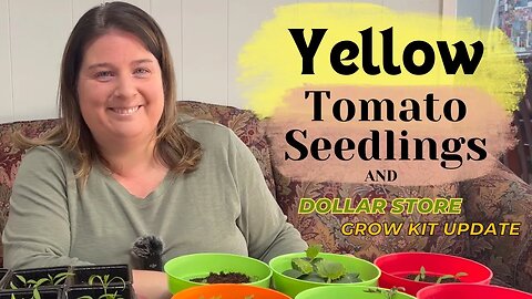 Why Tomato Seedlings Turn Yellow AND How To Fix It | Dollar Store Grow Kit Update!