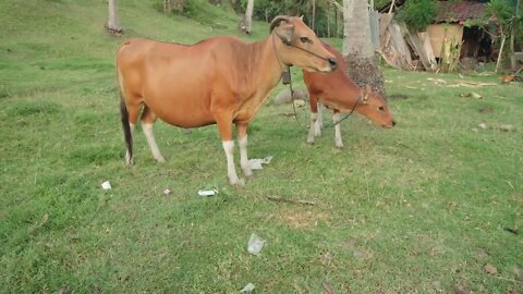 Full shot of two calves standing on grassland with tons of garbage thrown by careless people having