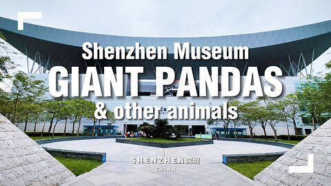 We Found Giant Pandas & other Animals at the Shenzhen Museum!