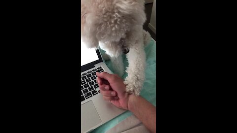 Needy puppy repeatedly forces owner to give scratches