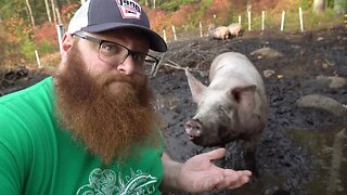 Our Forest Pastured Pigs Are Flooded! Now What?