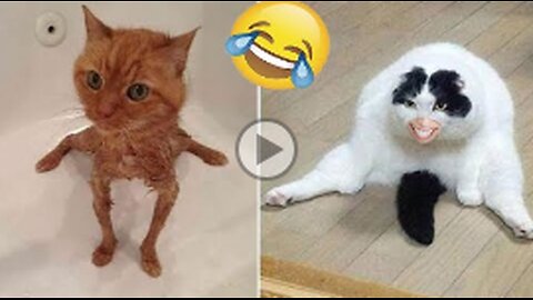 Funny animal videos - Funny cats/dogs Part 3