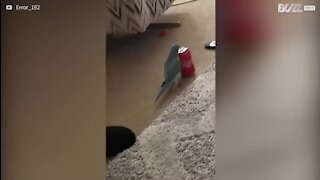 Une perruche s'envole avec une canette de Coca