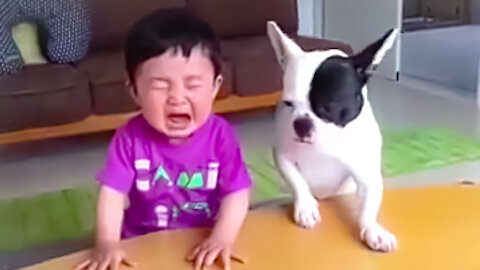 Most funny - How the puppy eats the little boy's food